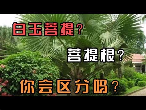 綠菩提功效|揭開綠菩提根神秘面紗